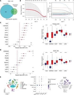 Cuproptosis-related genes score: A predictor for hepatocellular carcinoma prognosis, immunotherapy efficacy, and metabolic reprogramming